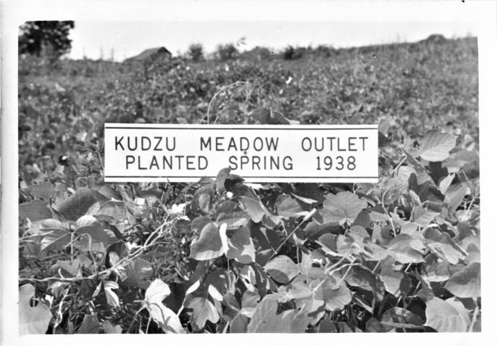When Kudzu Was King