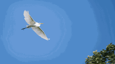 The Great Egret