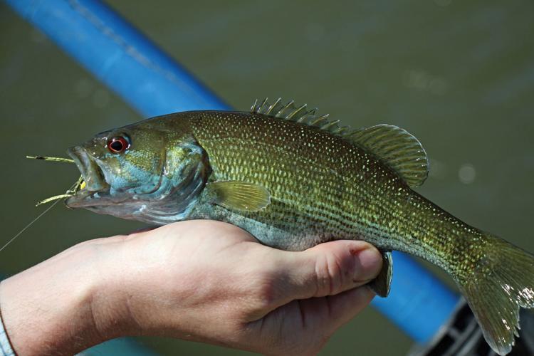Hooking redeye bass highlights trip down the Tallapoosa