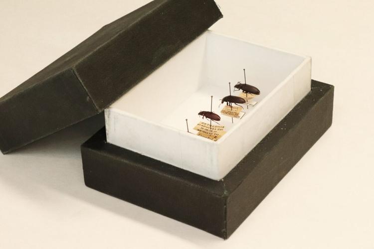 Early Europeans ate beetles and other creepy crawlies, reveals study