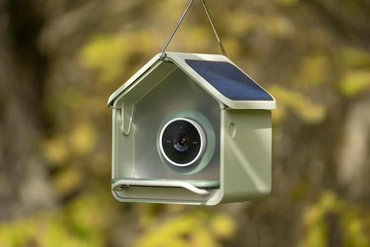Birdbuddy Nook with Solar