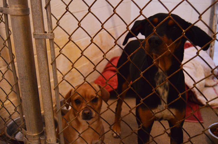 Law enforcement report few cold-related animal calls while residents take action online