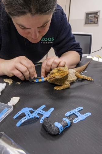 Lizard walks again after 3D-printed splint fitted