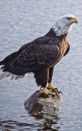 Lake Martin Living Art & Photo Contest