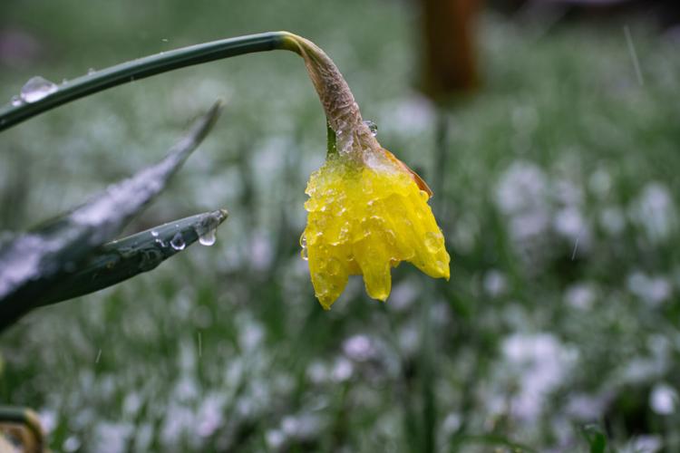 Spring frosts, daffodil flowers under the snow.