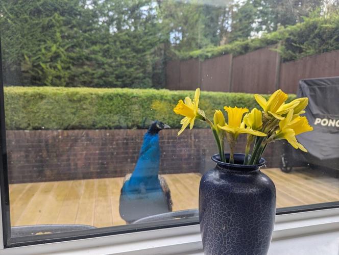 Villagers left baffled after a hungry peacock moved into their back gardens