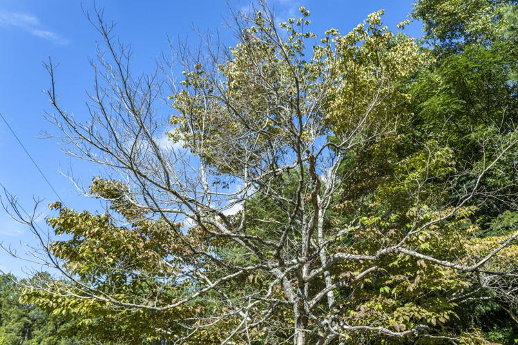 Decline of the Dogwoods