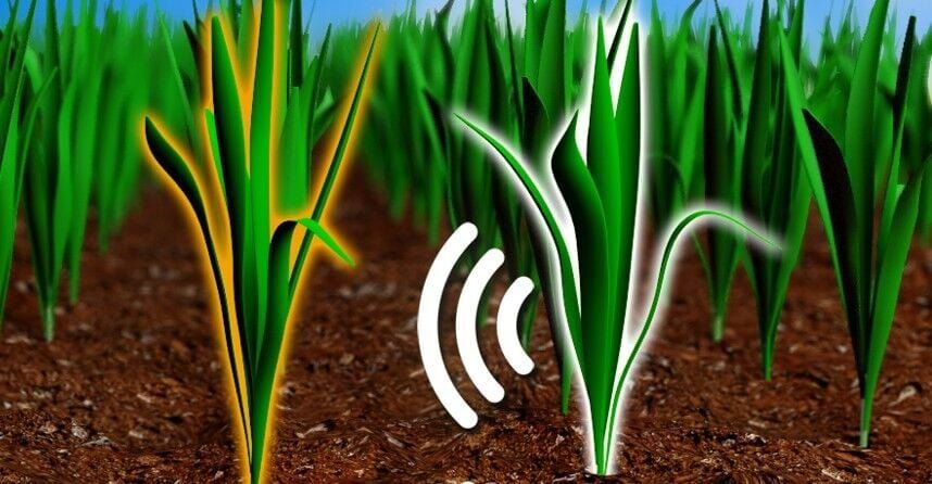 plants-spy-on-t–1551583