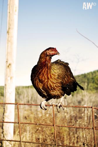 Chickens in the Watershed
