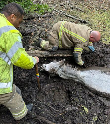 Donkey named Squealy is rescued after getting stuck neck-deep in mud