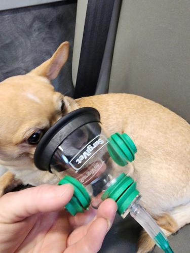 Eclectic Fire Department rescues dog from fire