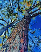 Lake Martin Living Art & Photo Contest