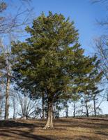 Eastern Red Cedar