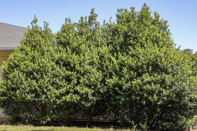 Right plants for our climate