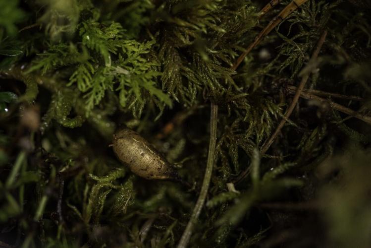 30,000 rare bugs released into Scottish Highland national park