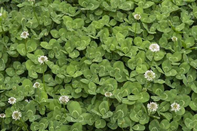 White Clover
