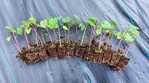 Transplants simplify home gardening