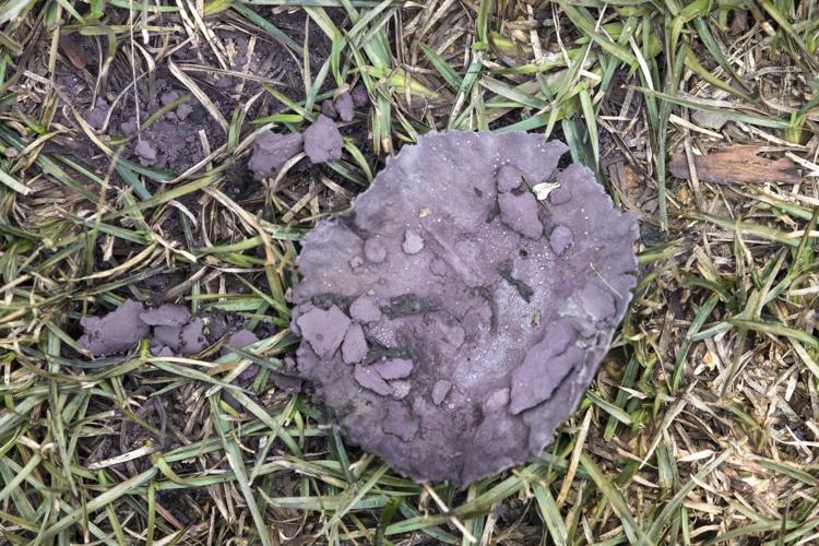 Purple Spore Puffball