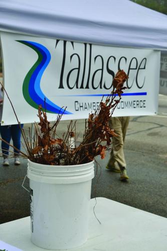 Tallassee Chamber of Commerce gave away free trees for Arbor Day