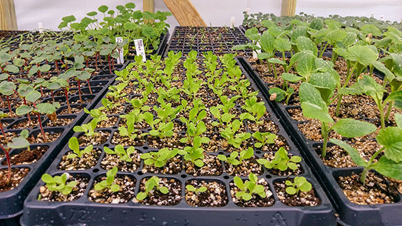 Transplants simplify home gardening