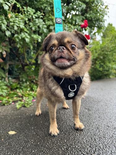 Fans of TikTok famous dog crowdfund £120,000 for his hospital bills