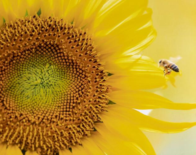 Lake Martin Living Art & Photo Contest