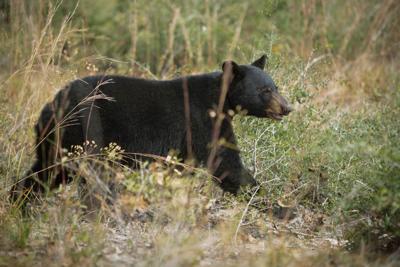 Wetumpka man arrested for shooting black bear