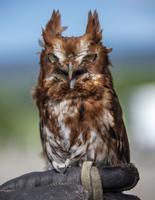 Eastern Screech-Owl
