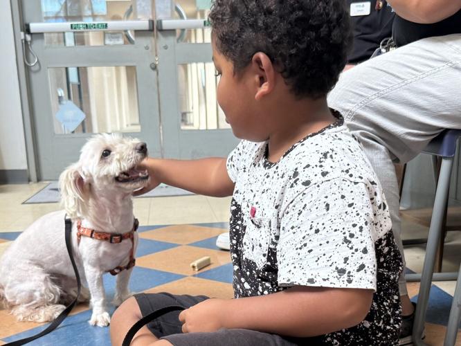 Family reunited with Maltipoo three years after it went missing