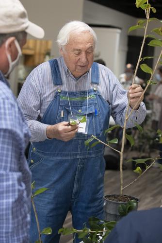 PHOTOS: Camellia grafting workshop