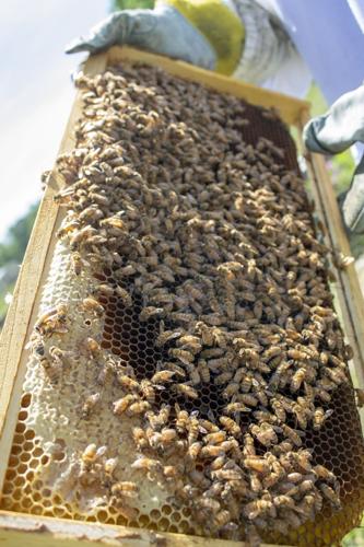 Bee farm buzzing with activity