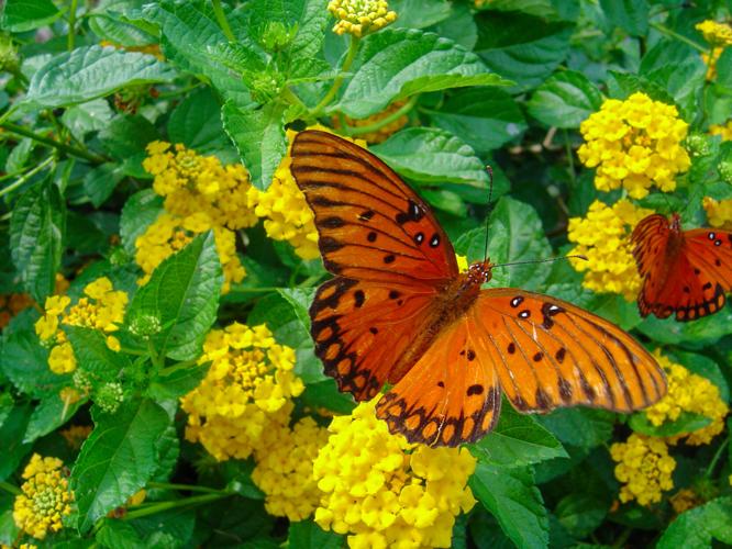 The best flowers to attract butterflies