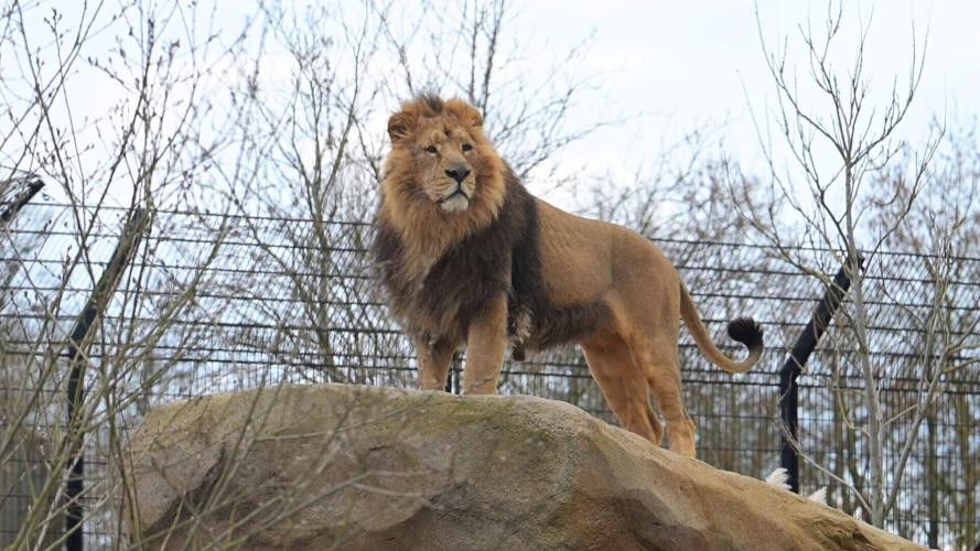 Vets carry out delicate eye operation on rare lion at UK zoo