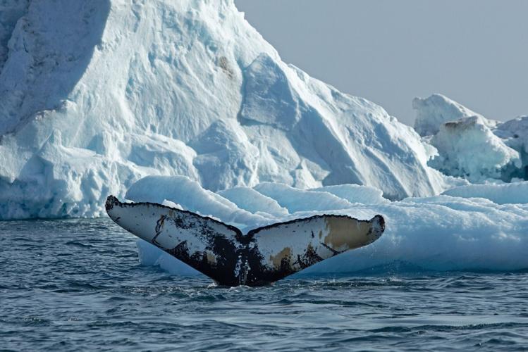 Whales drawn to “feeding frenzies” within Arctic Circle by warming waters
