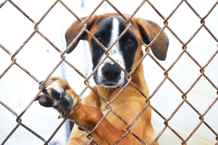 Humane shelter took in more than 4,000 animals last year