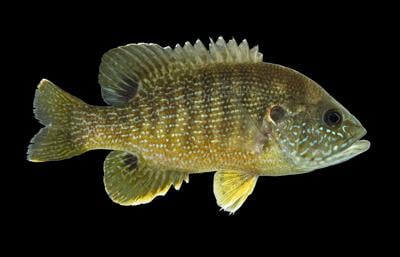 Green Sunfish