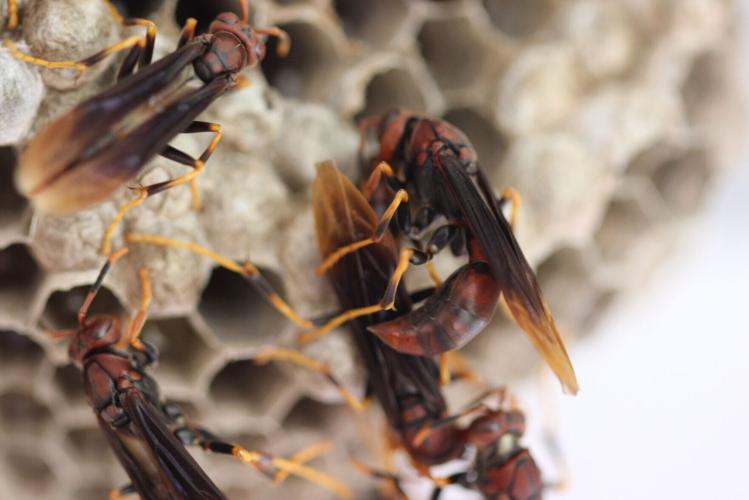 Wasp societies overcome brutal battles to be queen by workers picking up the slack
