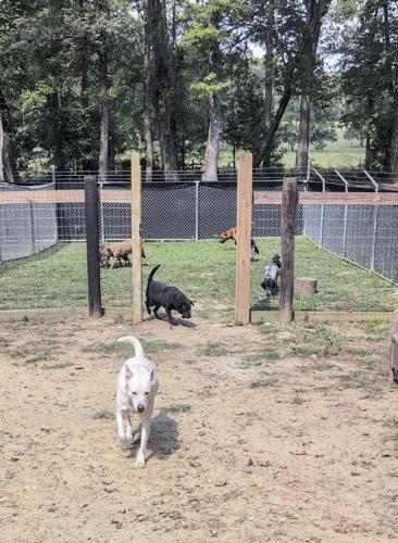 Animal Rescue_edit_03.jpg