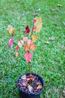 Grow trees from scratch