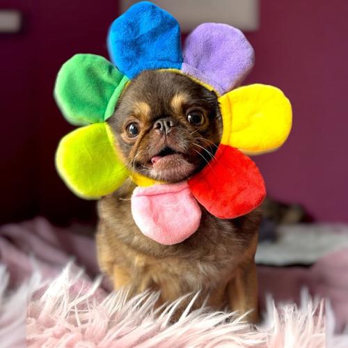 Fans of TikTok famous dog crowdfund £120,000 for his hospital bills