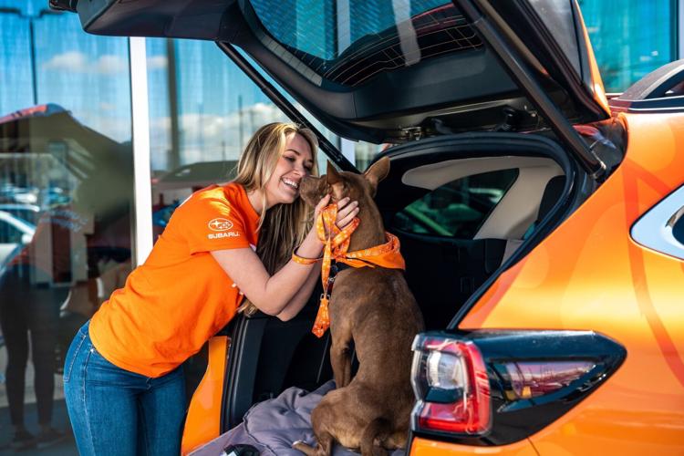 According to a new Subaru of America survey, conducted by Talker Research, about three in four respondents (73%) said they are more likely to take a road trip than fly, specifically so they can bring their pet along. More than one in four (26%) prioriti...