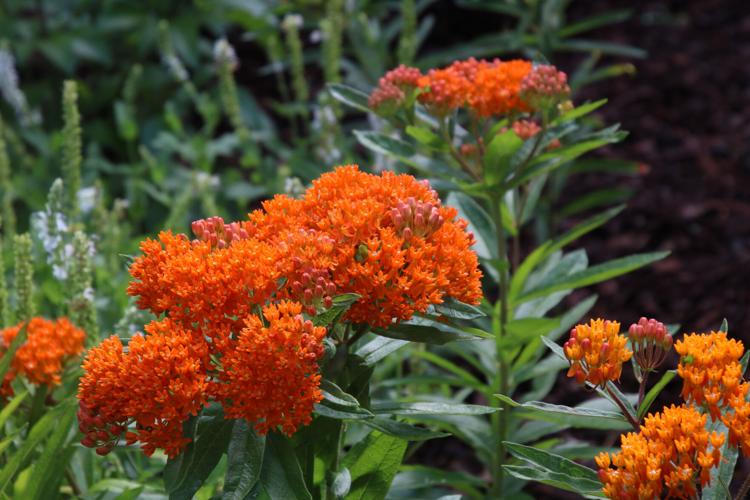 The best flowers to attract butterflies