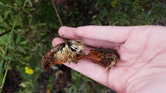 Save seeds to create a memorable garden