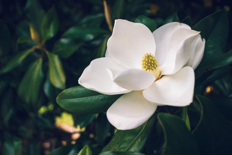 STOCK AdobeStock_206349150.jpeg