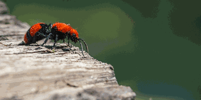 Nature of the Lake: Cow Killer