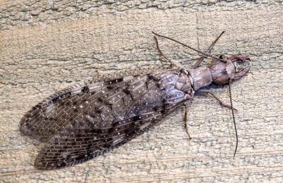 Dobsonfly_3930.tif