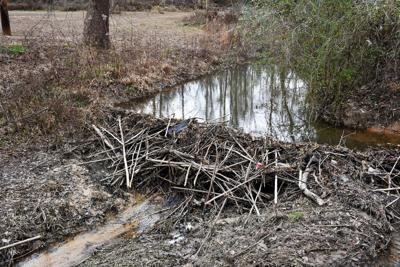 122425 beaver dam.jpg