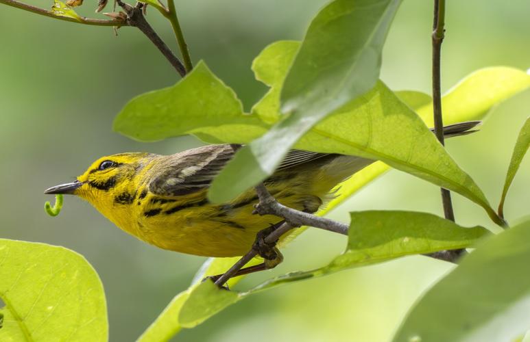 Prairie Warbler
