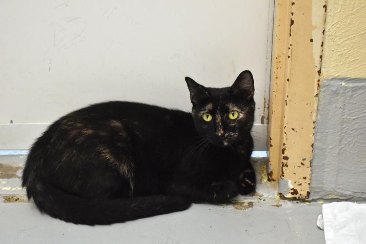 Humane shelter took in more than 4,000 animals last year