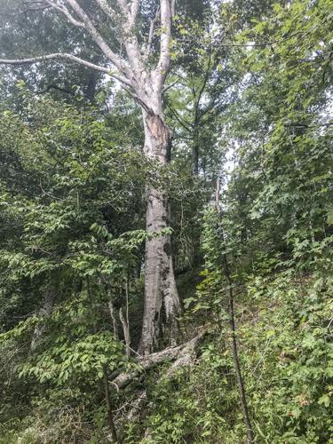 Horseshoe Bend tree witnessed historical battle